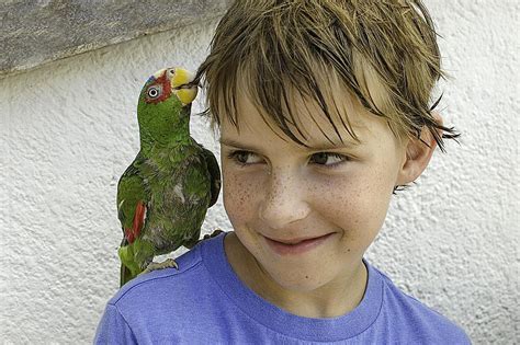 These highly social cats don't do well when left alone for too long, according to the cat fanciers' association (cfa).when this breed isn't sticking by your side like glue, he's fetching a toy for you to throw or looking for other ways to have fun. Do Parrots Make Good Pets for Kids?