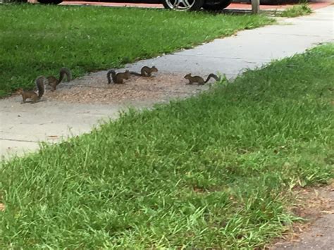 Keeping your home or business protected from pests is important to us. Greenville Wildlife Removal, wildlife control