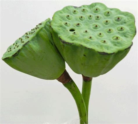 Lotus Pods Wiffens Premium Green Grocers Lotus Pods Lotus Flower Pod Lotus