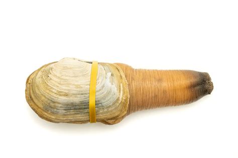 Buy Pacific Northwest Live Geoduck Clam Fathom Seafood