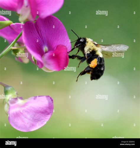 Bumble Bee Sitting On A Flower Stock Photo Alamy