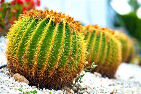 Green Round Tropical Cactus Plants With Sharp Spines Growing On A