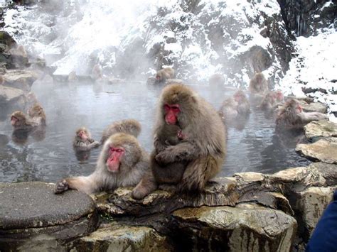 Learn more about the ins and outs of visiting the monkeys from the travel sisters! 9 Most Beautiful Hot Springs Around The World