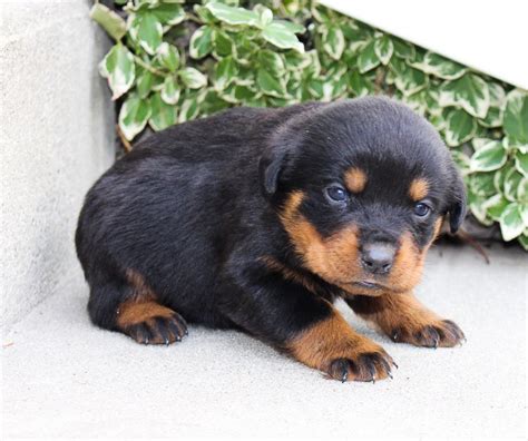 Visit us now to find the right rottweiler for i'm the breeder behind royalhaus rottweilers located in chandler , in. Landle - A new male AKC Rottweiler puppy born in Grabill ...