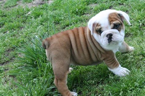 Entdecke 16 anzeigen für old english bulldog welpen kaufen zu bestpreisen. Englische Bulldogge Welpen - 790742