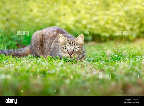 Cat Hunting Pose Hi Res Stock Photography And Images Alamy