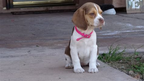 Look at pictures of beagle puppies who need a home. Miniature Tiny Pocket Beagles Puppies Cute Video New ...