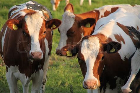 Curious Brown Cows With Spots Stand In Stock Image Colourbox
