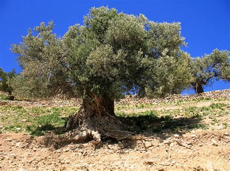 Banyak sebaran yang menunjukkan bahawa pemimpin zionis yahudi menggalakkan kaumnya menanam pokok gharqad di israel yang kononnya. Reaksi Kaum Israel Saat Pohon Yahudi Terbakar, Langsung ...