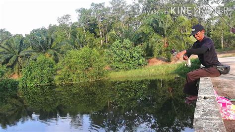 Posted by unknown on thursday, september 26, 2013. Umpan Gratisan Dapat Ikan Buntal, Ikan Nila Dan Ikan Baung ...