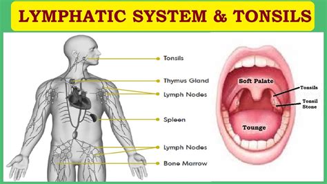 Lymphatic System And Tonsils Info Hub YouTube