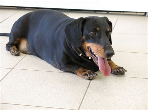 Lucky Dog Solutions For How Long Does An Overweight Dachshund Live
