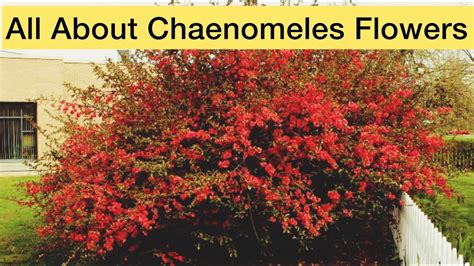 Chaenomeles Flower Flowering Quince Growing Guide Care Pruning