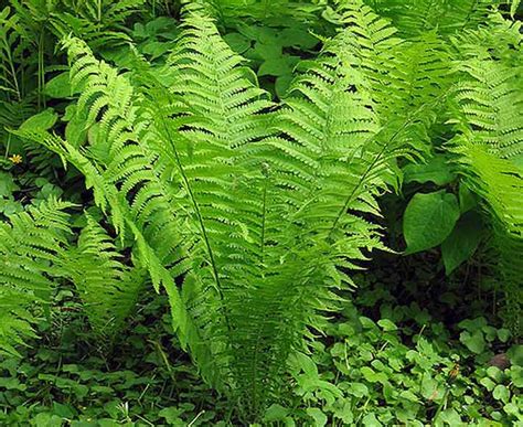 Garden Ferns A Quiz To Help With Recognition And