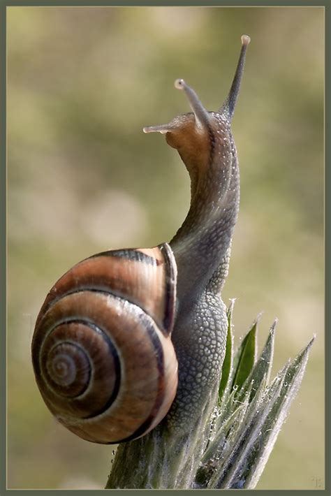 Best 25 Snails Ideas On Pinterest Snail Pretty Birds