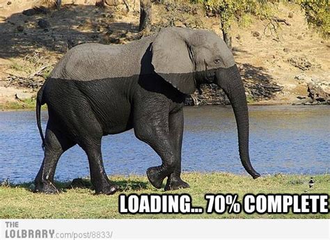 39 Best Elephant Humor Images On Pinterest Ha Ha
