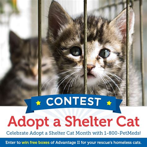 Celebrate Adopt A Shelter Cat Month With 1 800 Petmeds