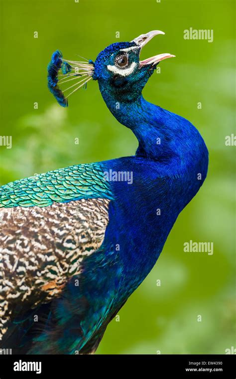 Iridescent Blue Bird Hi Res Stock Photography And Images Alamy