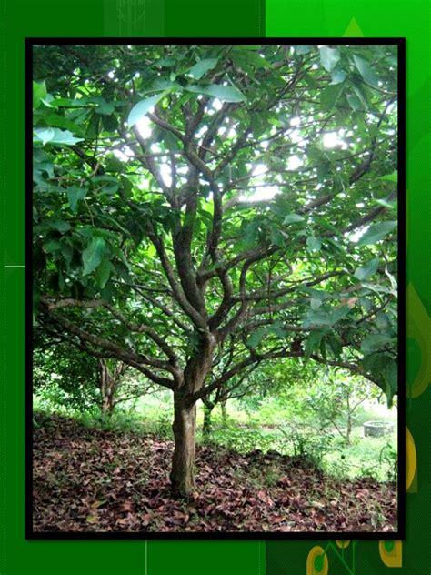 Seperti kumpulan gambar pohon di bawah ini, yang sedikit banyak mengilustrasikan keberagaman itu. KLASIFIKASI TUMBUHAN BERBIJI: Jambu air (Eugenia aquea)