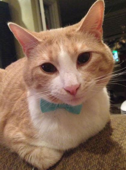 Orange Tabby Cat For Adoption by Owner in Waco TX - Adopt ...