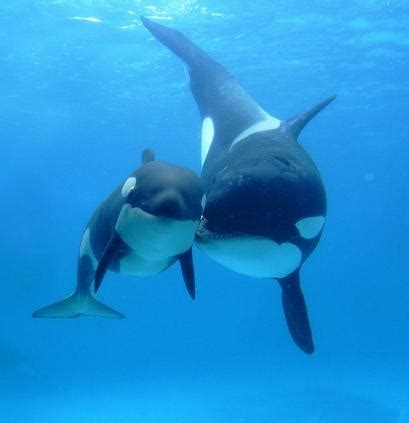 Watch orcas socialize and hunt in their natural habitat with our live orca camera based in british columbia. Documental animales: Orcas asesinas • Videos de Animales