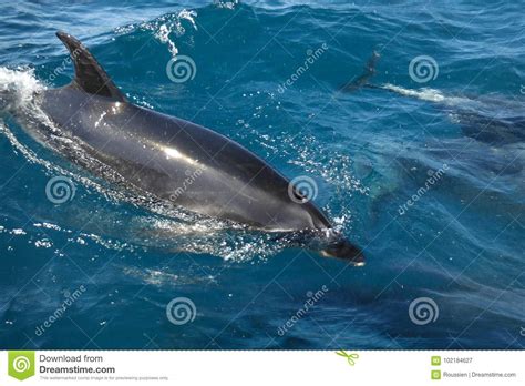 Swimming With Dolphins In Bay Of Islands New Zealand Stock Image