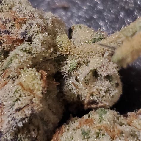 Glitter Bomb Marijuana Strain Information & Reviews | AllBud