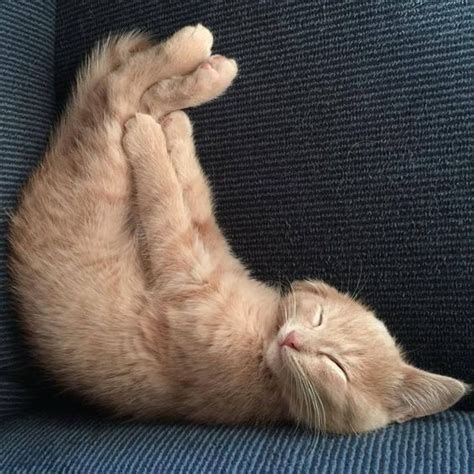 Lazy Cats That Will Make You Lol This Way Come