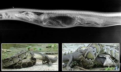 X Rays Show What Happens After Python Swallows Alligator Whole
