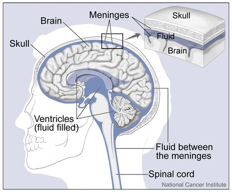 Human skin color ranges from the darkest brown to the lightest hues. Brain and Nearby Structures | The brain and nearby ...