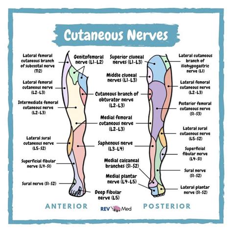 Cutaneous Innervation Lower Limb Cuello Anatomia Kinesiologia Medicina
