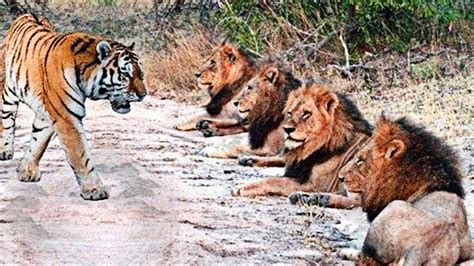 Lion Vs Tiger Real Fight To Death Buffalo Monkey Leopard Wild