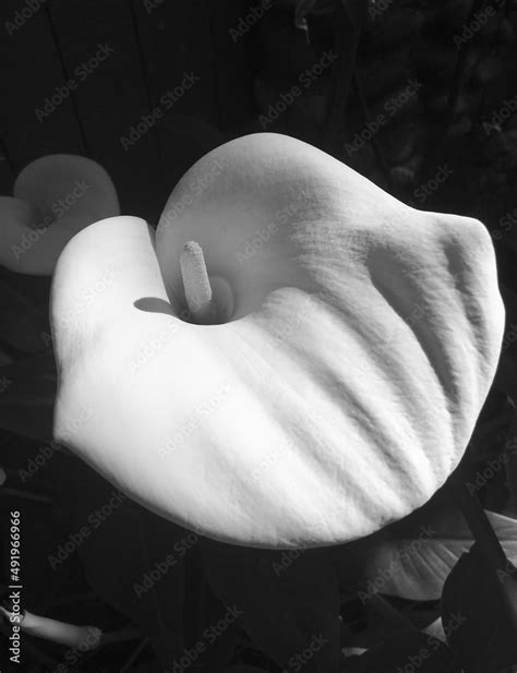 Black White Photography Dramatic Garden Lower Leafs Calla Lily