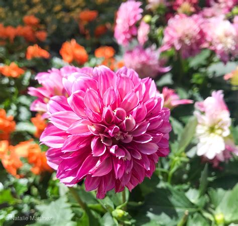 Annuals That Bloom All Summer And Into Fall Natalie Linda