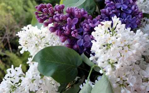 Spring Flowers Lilac Close Up Wallpapers And Images Wallpapers