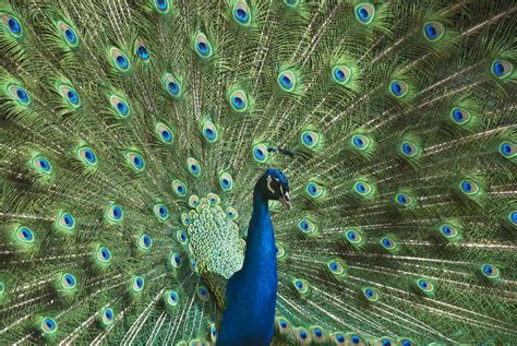 Naturalhistorypeacock If You Like It Or Hate It Please S Flickr
