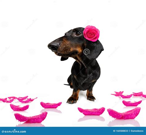 Valentines Love Sick Dog Stock Image Image Of Happy 160588833
