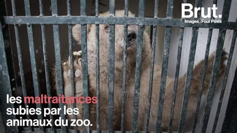 Video Au Pakistan Un Zoo Ferme Ses Portes Après Des Années De