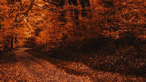 Download Wallpaper 1366x768 Forest Path Autumn Trees Foliage Tablet