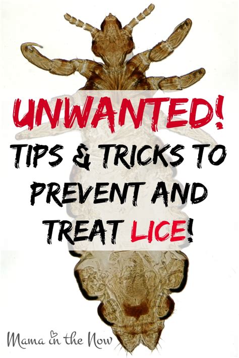 Prevent And Get Rid Of Lice Almost Naturally