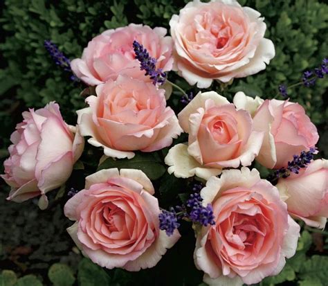 Pink Enchantment Hybrid Tea Rose Fragrant Roses Shrub Roses Disease