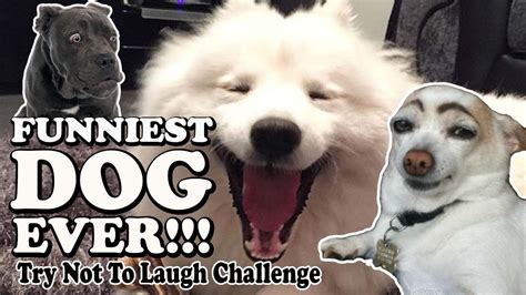 Funny Animal Videos Funny Dogs Try Not To Laugh Challenge Youtube