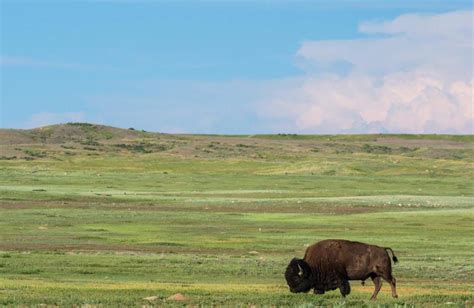 American Prairie Reserve Modifies Bison Grazing Proposal