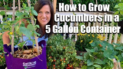 How To Grow Cucumbers In A 5 Gallon Container DIY Trellis Container