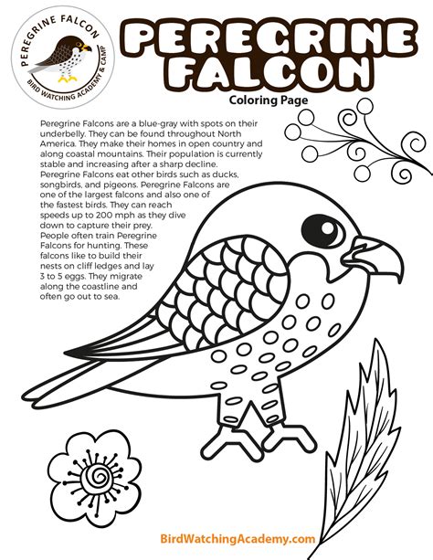Peregrine Falcon Coloring Page Bird Watching Academy