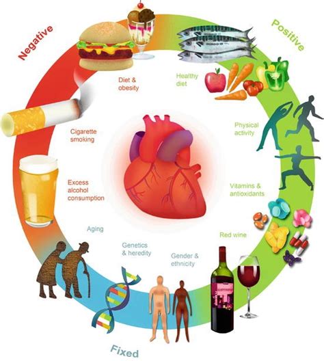 Risk Factors Oxidative Stress And Cardiovascular Disease Springerlink