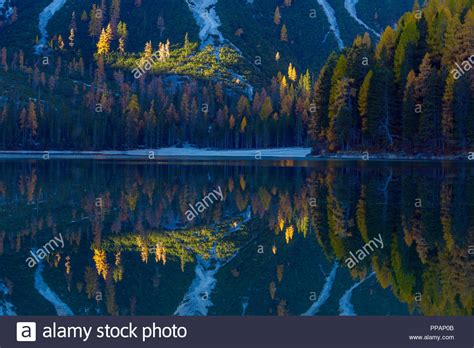 Mountainside With Colorful Larch Trees Reflecting In Lake Autumn