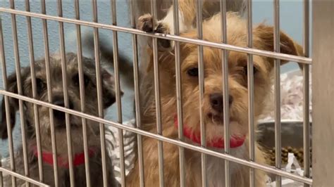 Humane Society Of Tampa Bay Rescues 16 Dogs From Hoarding Situation In