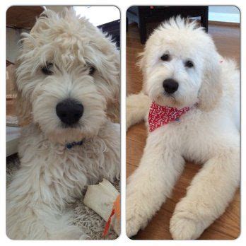 The photo below shows chloe after her most recent haircut. goldendoodle before and after haircuts - Google Search ...