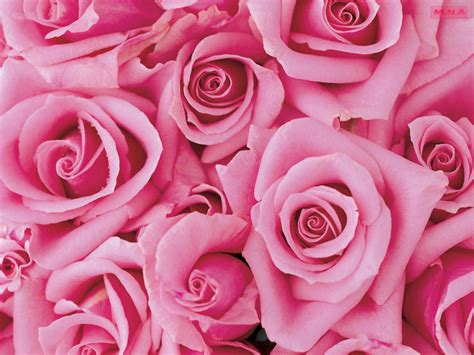 Free Download Beautiful Pink Roses Pictures Pink Wallpaper Designs